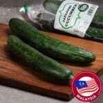 Malaysia Natural Fresh Japanese Cucumber